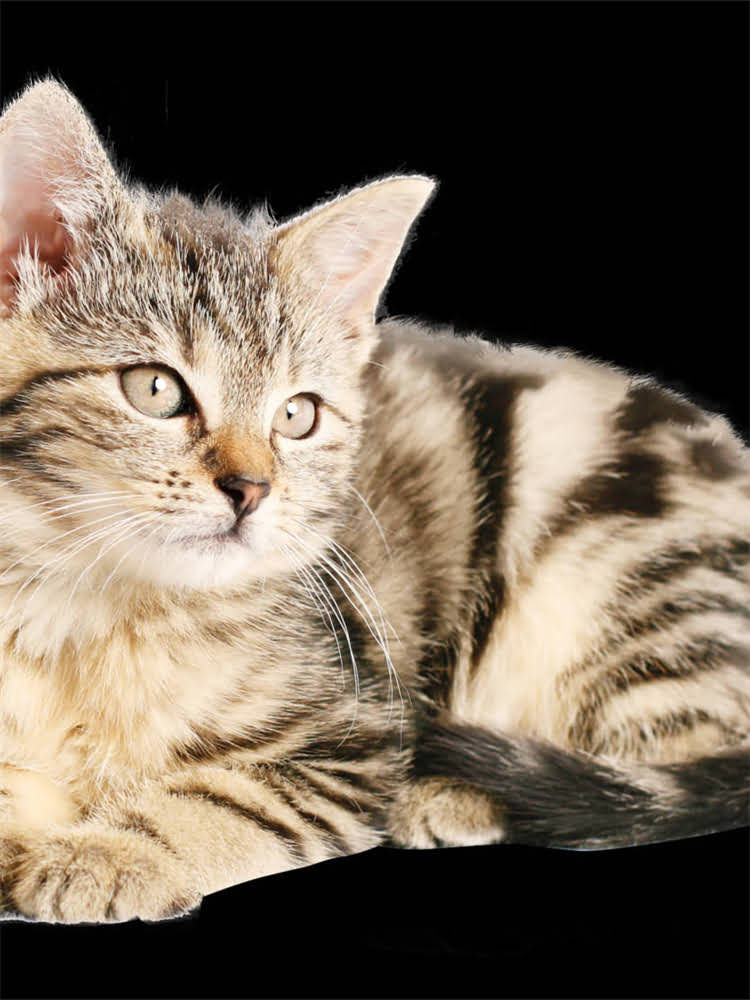 图片 狗狗能吃玉米面吗？关于宠物饮食的权威解答与科学建议2.jpg