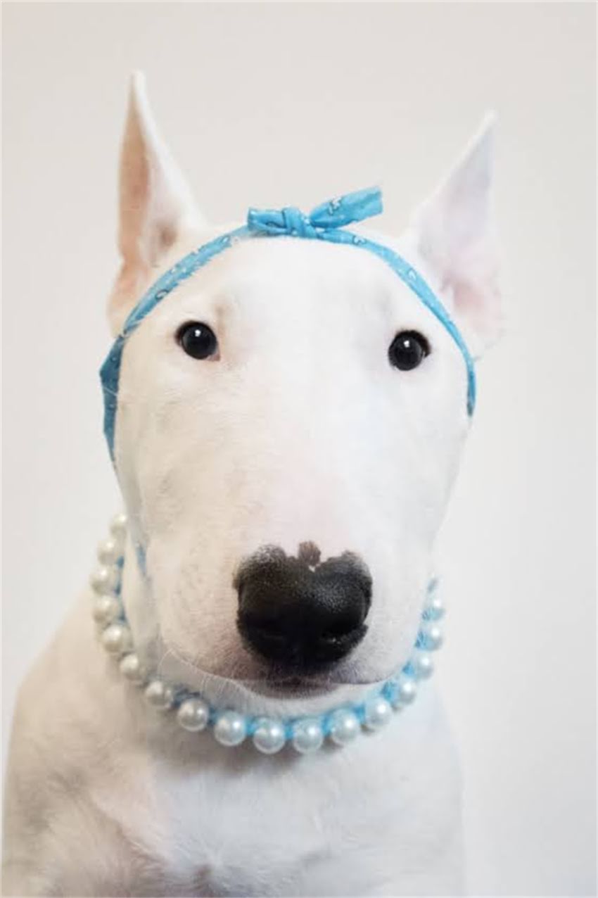 图片 狗狗能吃豆芽吗？营养师详解豆芽对犬类的安全性与食用指南.jpg