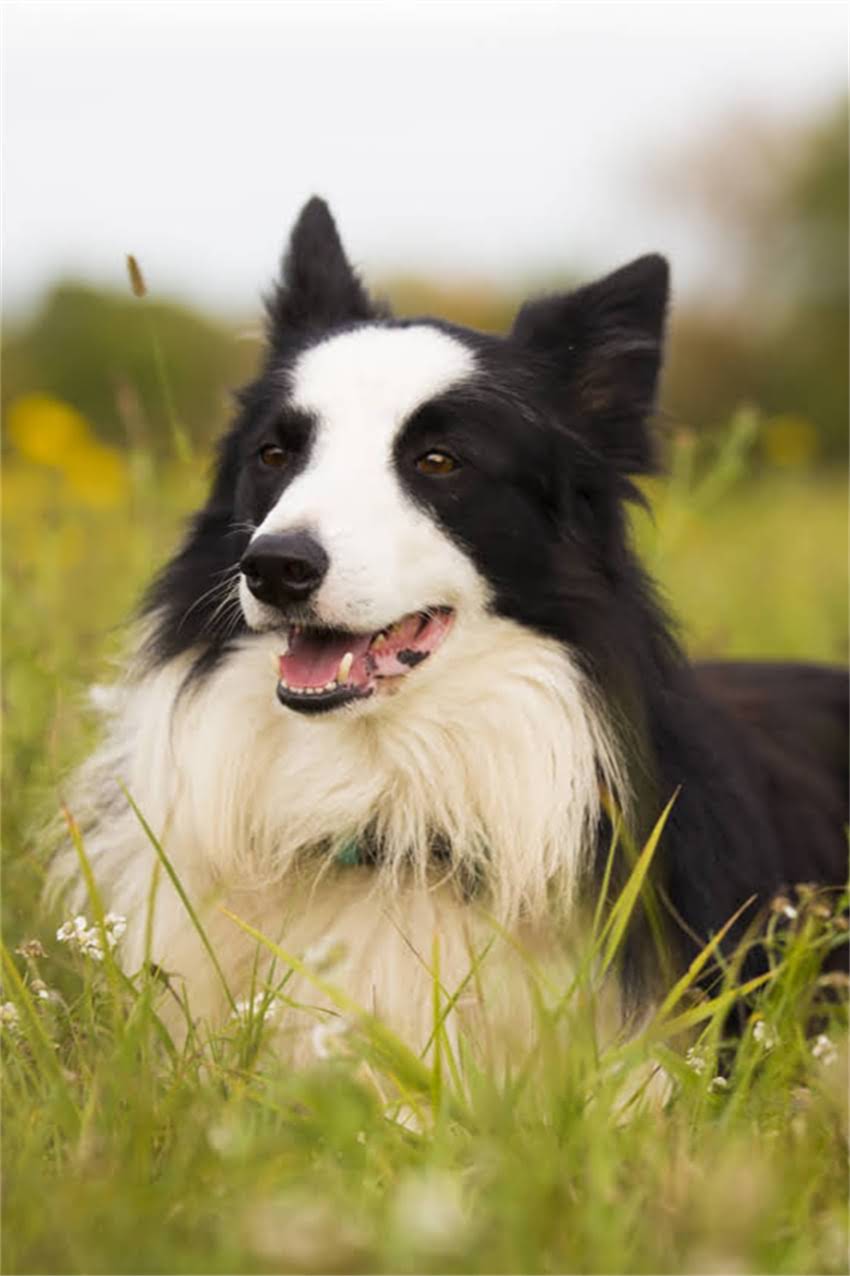 图片 狗狗能喝核桃奶吗？5大注意事项和科学解答（附安全饮用指南）.jpg