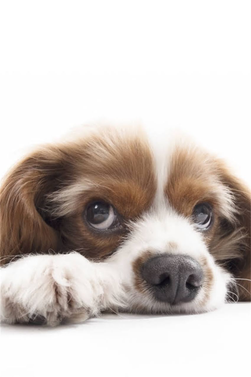 图片 狗狗脚掉皮怎么办？专业护理指南与家庭疗法全1.jpg