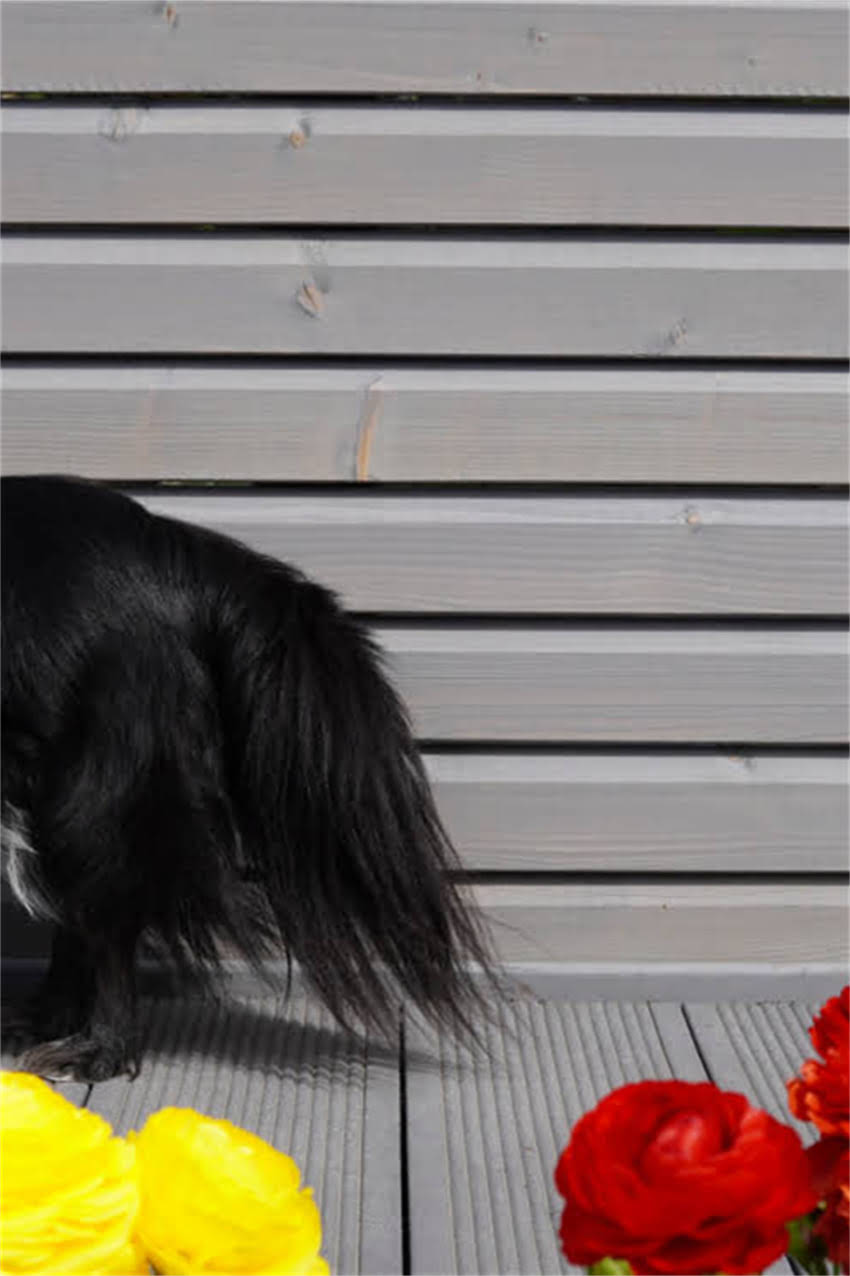 图片 狗狗腹部肉球全：5大常见原因及科学处理指南（附专业兽医建议）.jpg