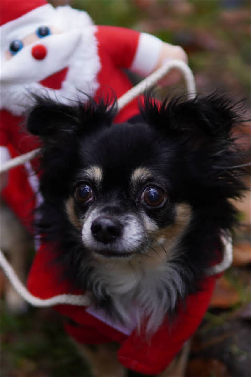 图片 狗狗腹部肉球全：5大常见原因及科学处理指南（附专业兽医建议）1.jpg