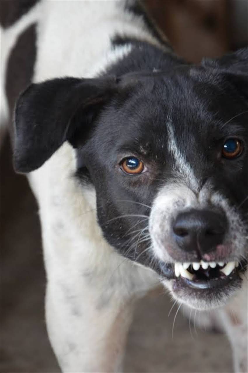 图片 狗狗被下药怎么办？5步紧急处理+家庭自救指南（附送医流程）.jpg