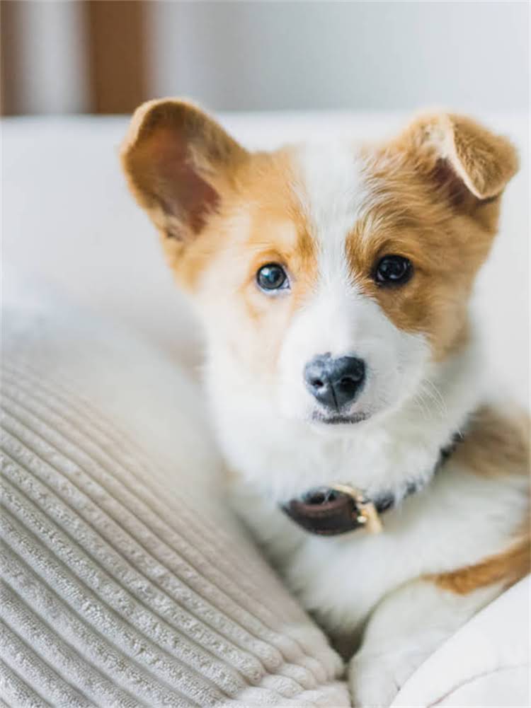 图片 狗狗被下药怎么办？5步紧急处理+家庭自救指南（附送医流程）1.jpg