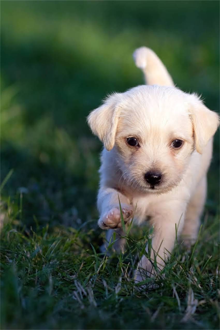 图片 狗狗被下药怎么办？5步紧急处理+家庭自救指南（附送医流程）2.jpg