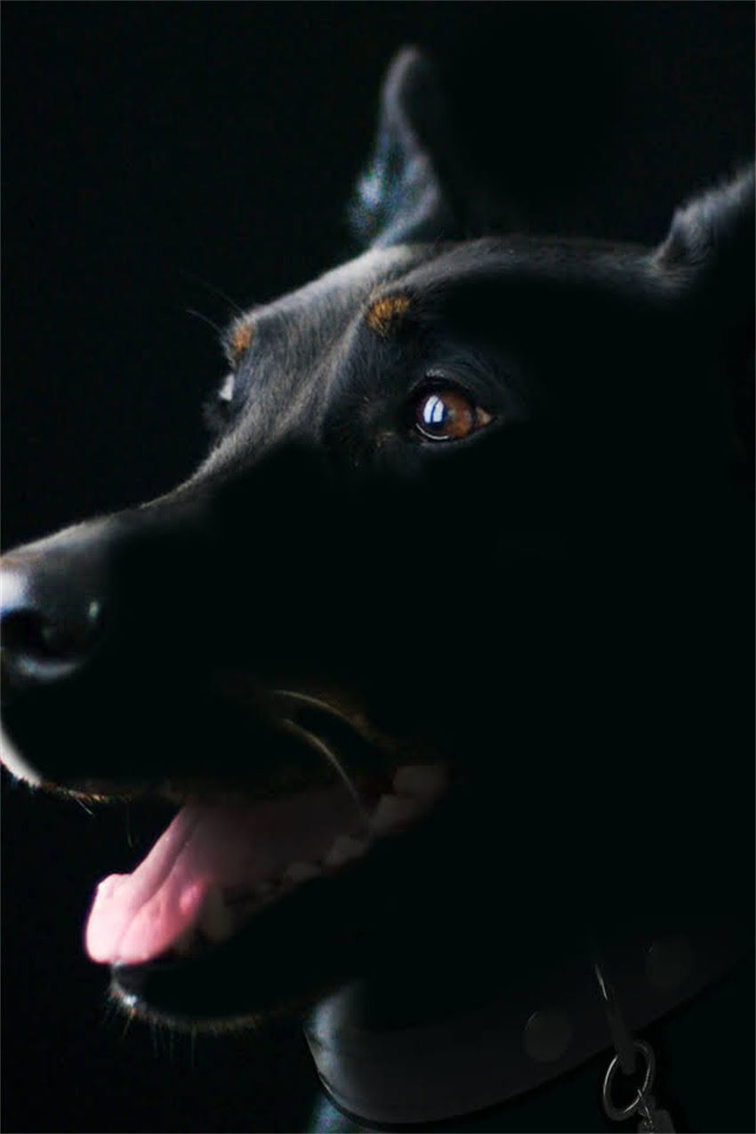 图片 狗狗训练全攻略：10种实用技巧提升宠物行为，科学培养导盲犬护卫犬牧羊犬等特殊技能.jpg