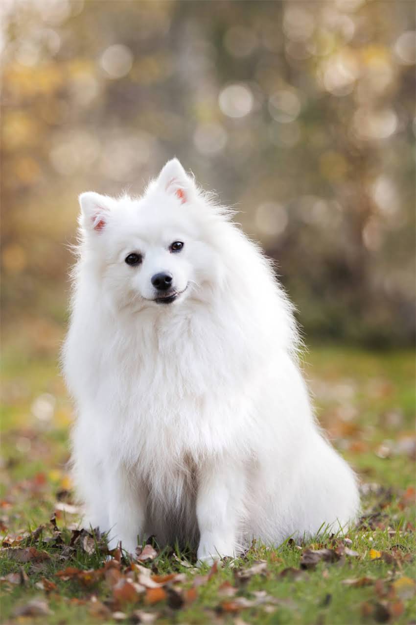 图片 狗狗训练最佳时间：3-6月龄黄金期及科学训练方法2.jpg