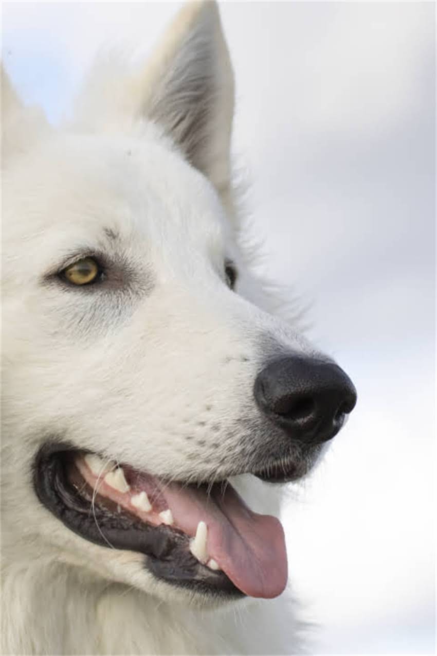 图片 狗狗该打疫苗还是不接种？科学选择与风险全：养宠人必看指南.jpg