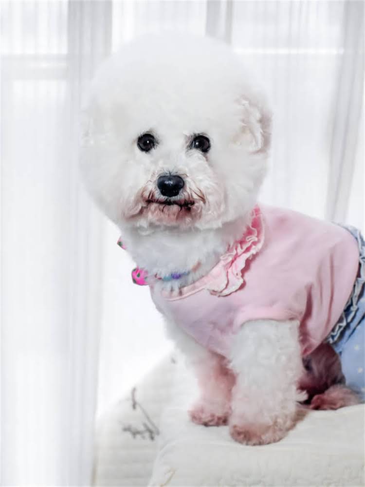 图片 狗狗该打疫苗还是不接种？科学选择与风险全：养宠人必看指南1.jpg