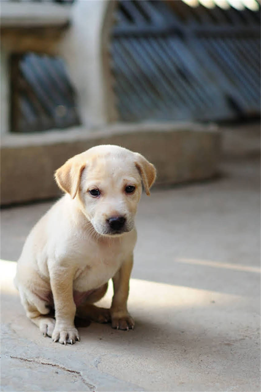 图片 狗狗该打疫苗还是不接种？科学选择与风险全：养宠人必看指南2.jpg