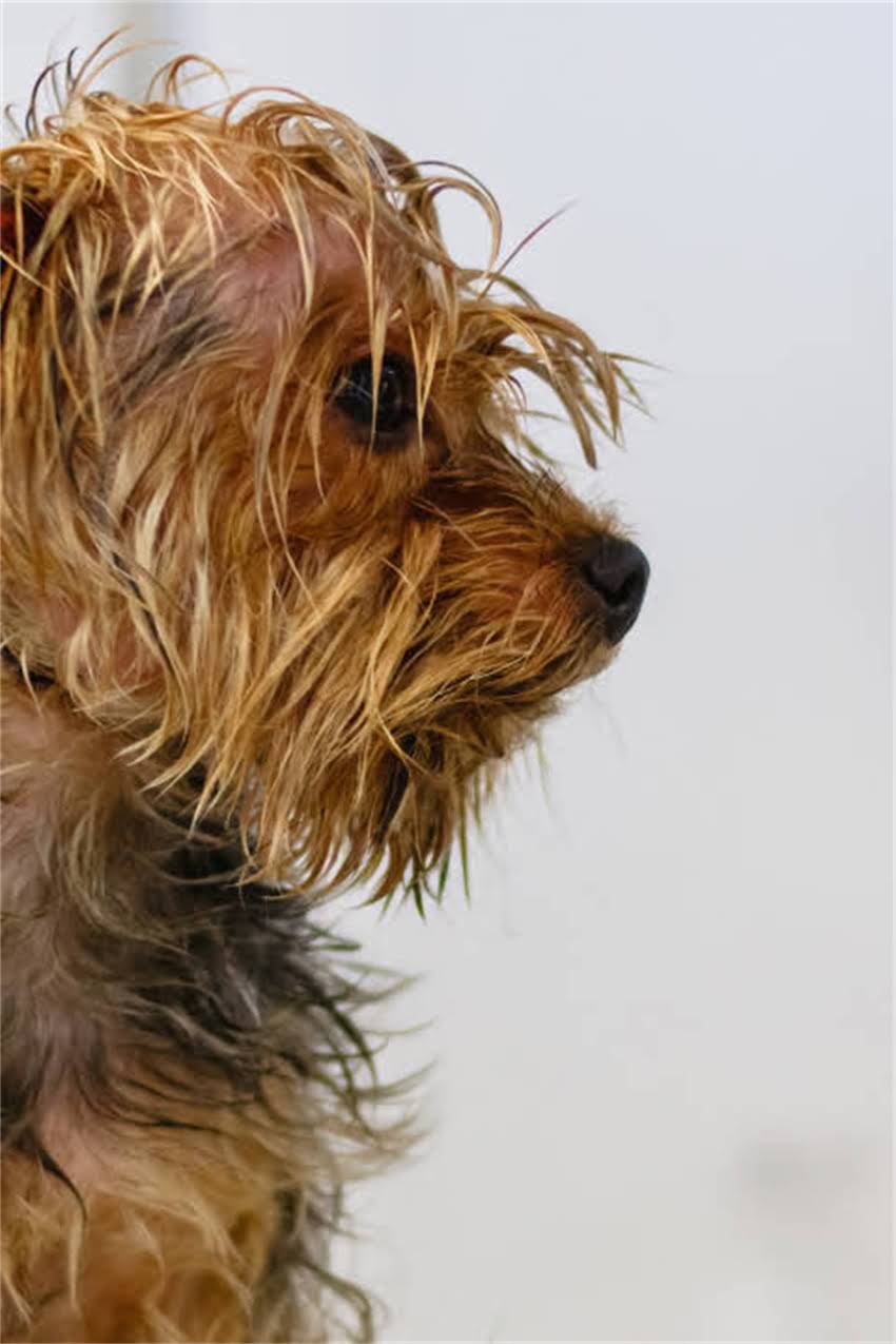 图片 狗狗误食蛋黄后呕吐怎么办？蛋黄对宠物的影响及急救指南（附专业兽医建议）1.jpg