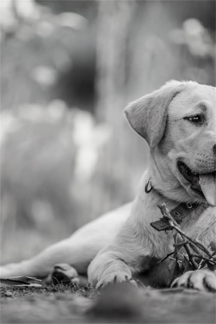 图片 狗狗起立训练教程：5步在家教会狗狗坐立趴下（附详细图解）.jpg