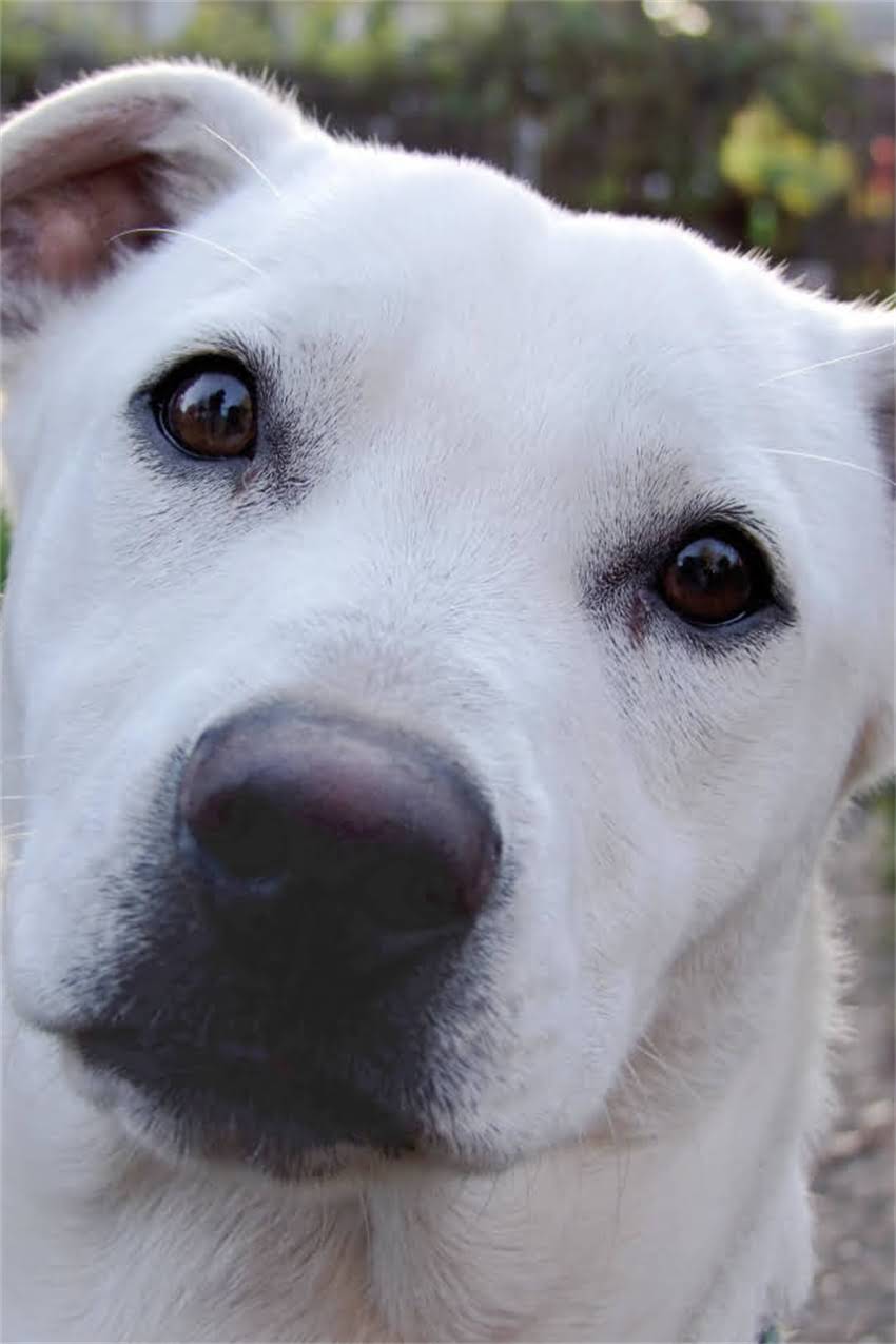 图片 狗狗起立训练教程：5步在家教会狗狗坐立趴下（附详细图解）1.jpg