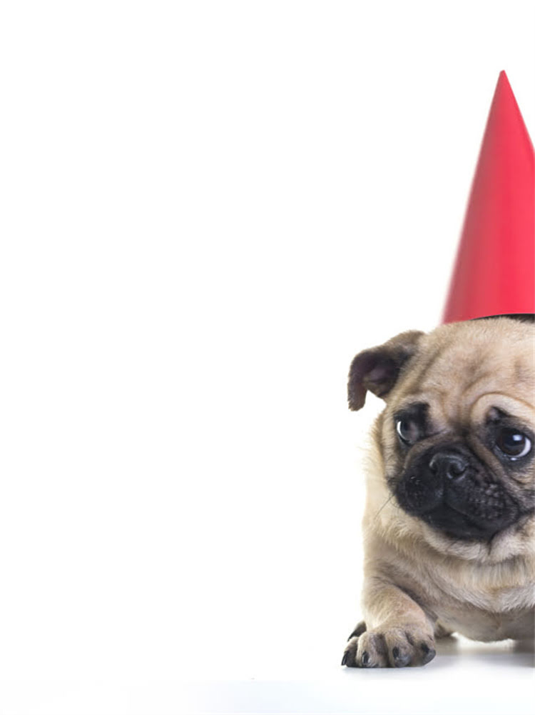 图片 狗狗趴下训练教程：5步在家轻松掌握专业指令，附常见问题解答.jpg