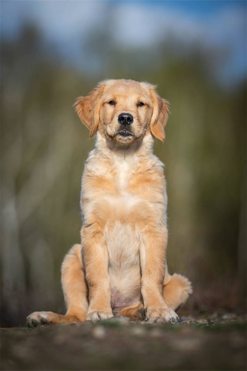 图片 狗狗趴下训练教程：5步在家轻松掌握专业指令，附常见问题解答1.jpg