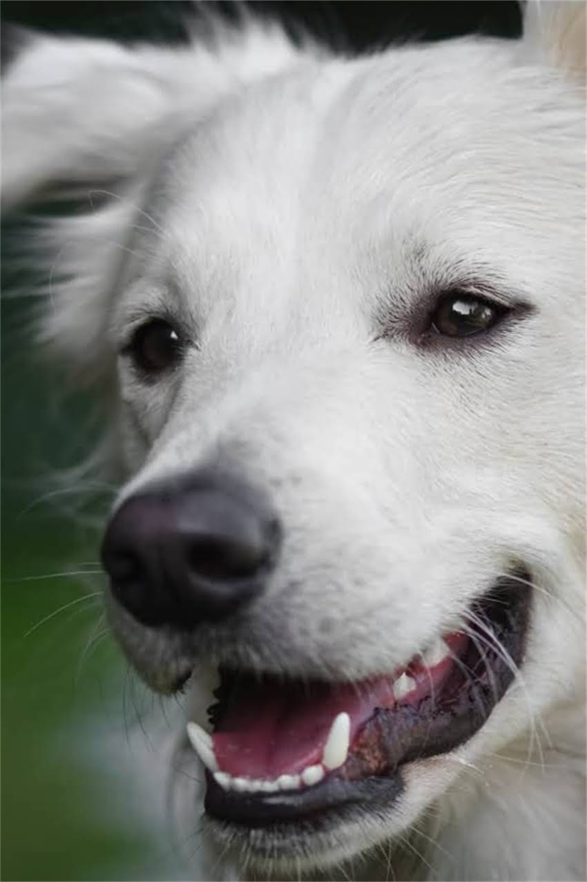 图片 狗狗趾间炎全攻略：症状识别+科学治疗+家庭护理+预防措施，养宠必看！1.jpg