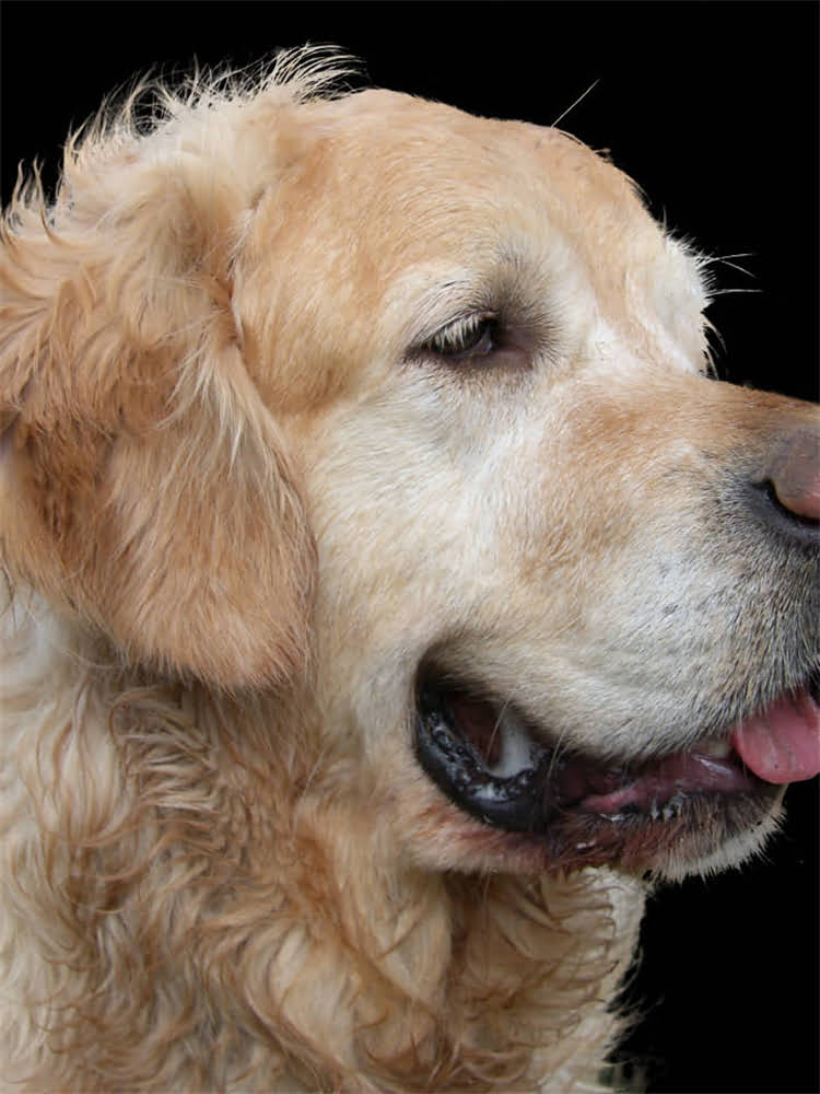 图片 狗狗趾间炎全攻略：症状识别+科学治疗+家庭护理+预防措施，养宠必看！2.jpg