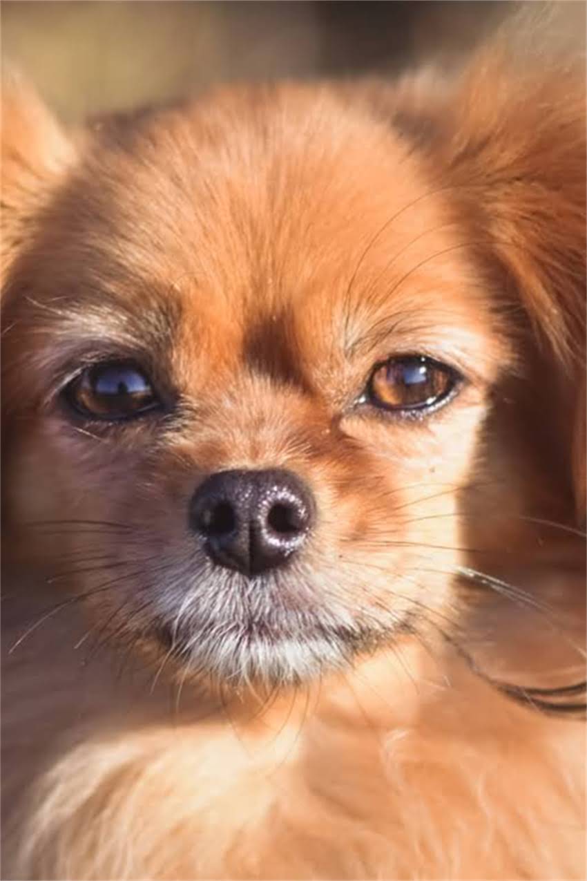 图片 狗狗身上出现黑色斑点怎么办？5大常见原因及3步解决指南.jpg