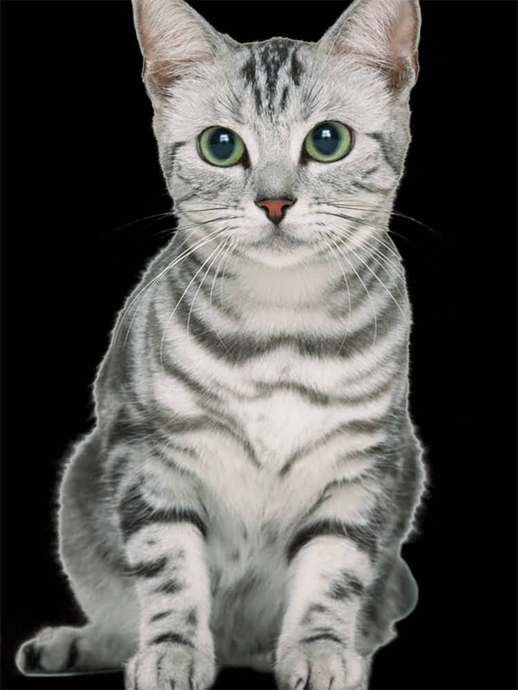 图片 狗狗身上出现黑色斑点怎么办？5大常见原因及3步解决指南1.jpg