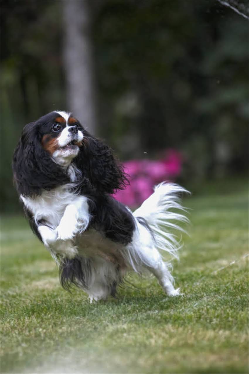 图片 狗狗身上出现黑色斑点怎么办？5大常见原因及3步解决指南2.jpg