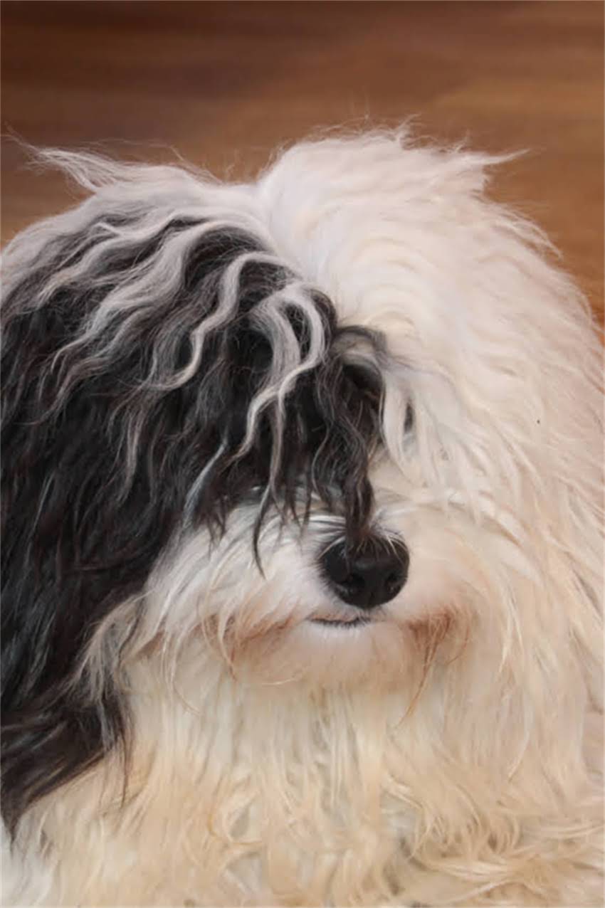 图片 狗狗连续接种狂犬疫苗的注意事项与科学接种指南.jpg