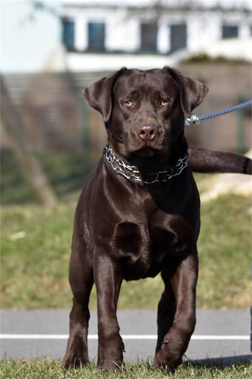 图片 狗狗随叫随到训练教程：专业训犬师亲授5步高效方法（附视频演示）2.jpg