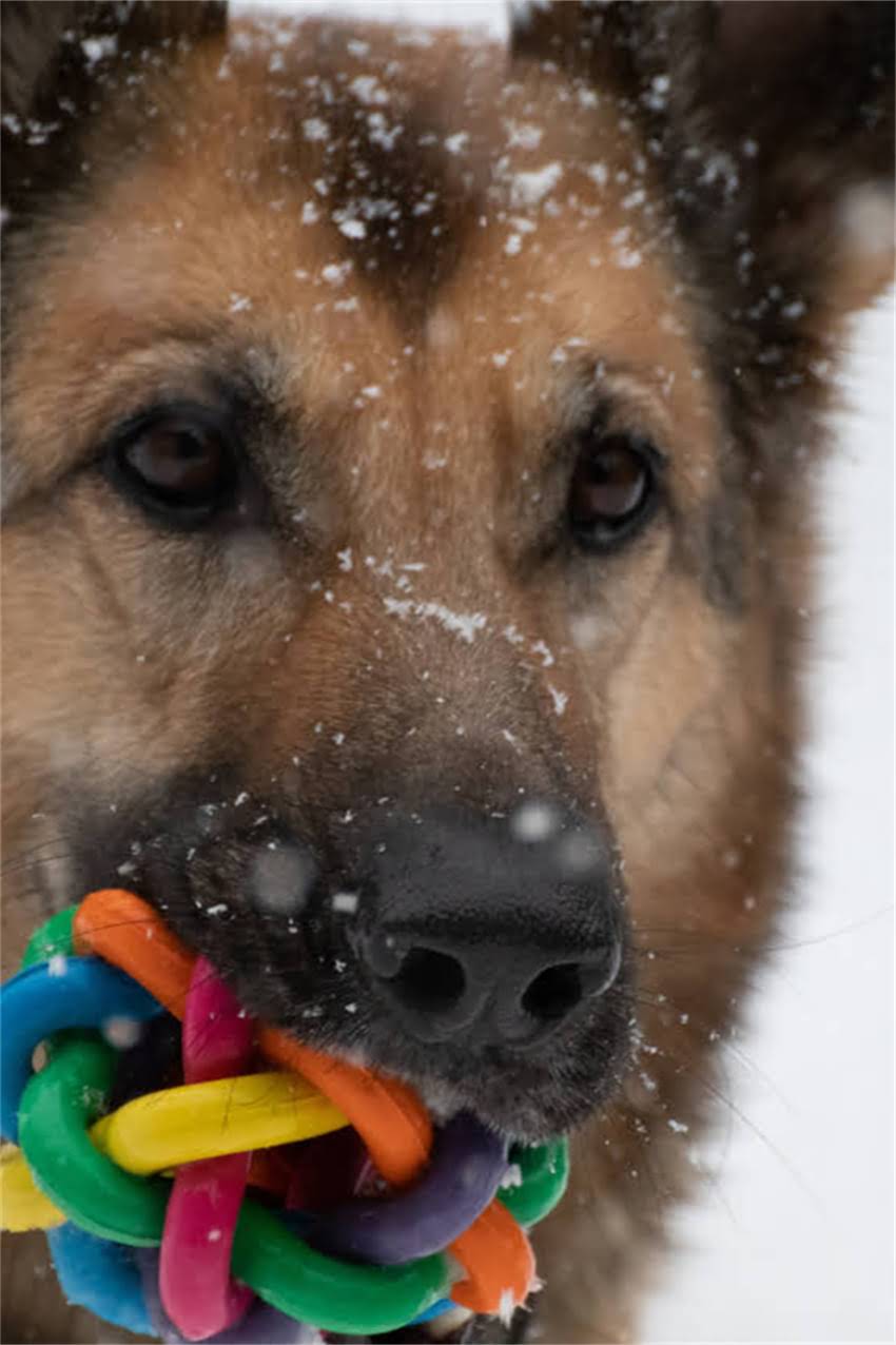 图片 狗狗难产怎么办？5大征兆识别与紧急处理指南（附兽医建议）.jpg