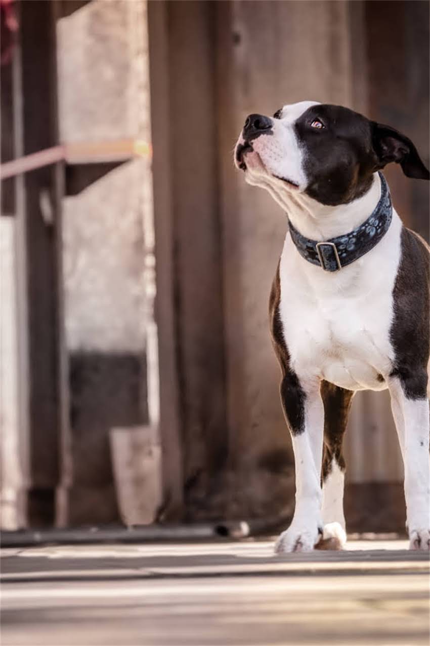 图片 狗狗难产怎么办？5大征兆识别与紧急处理指南（附兽医建议）1.jpg