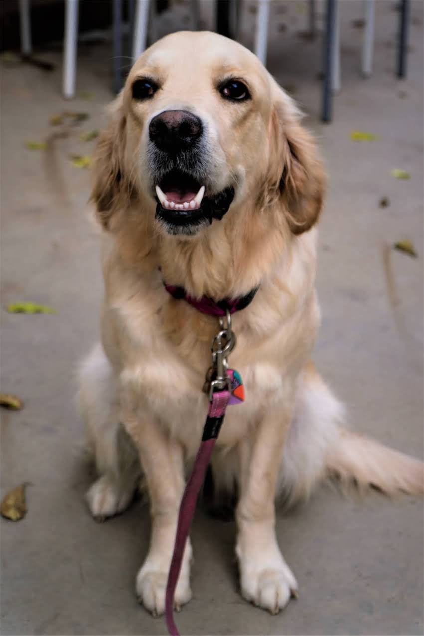 图片 狗狗难产怎么办？5大征兆识别与紧急处理指南（附兽医建议）2.jpg