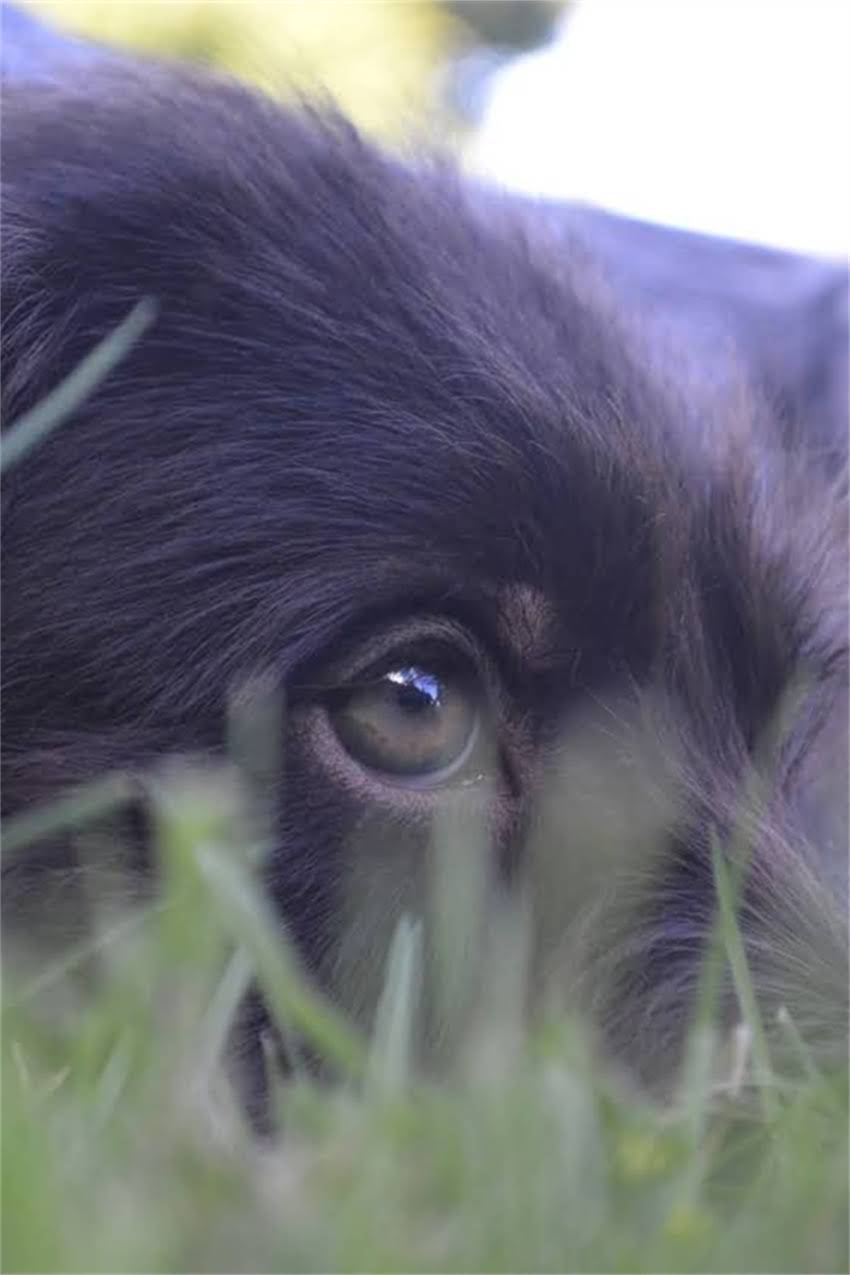 图片 狗狗频繁吐狗粮怎么办？5个家庭护理技巧+3大诱因（附兽医紧急处理指南）.jpg