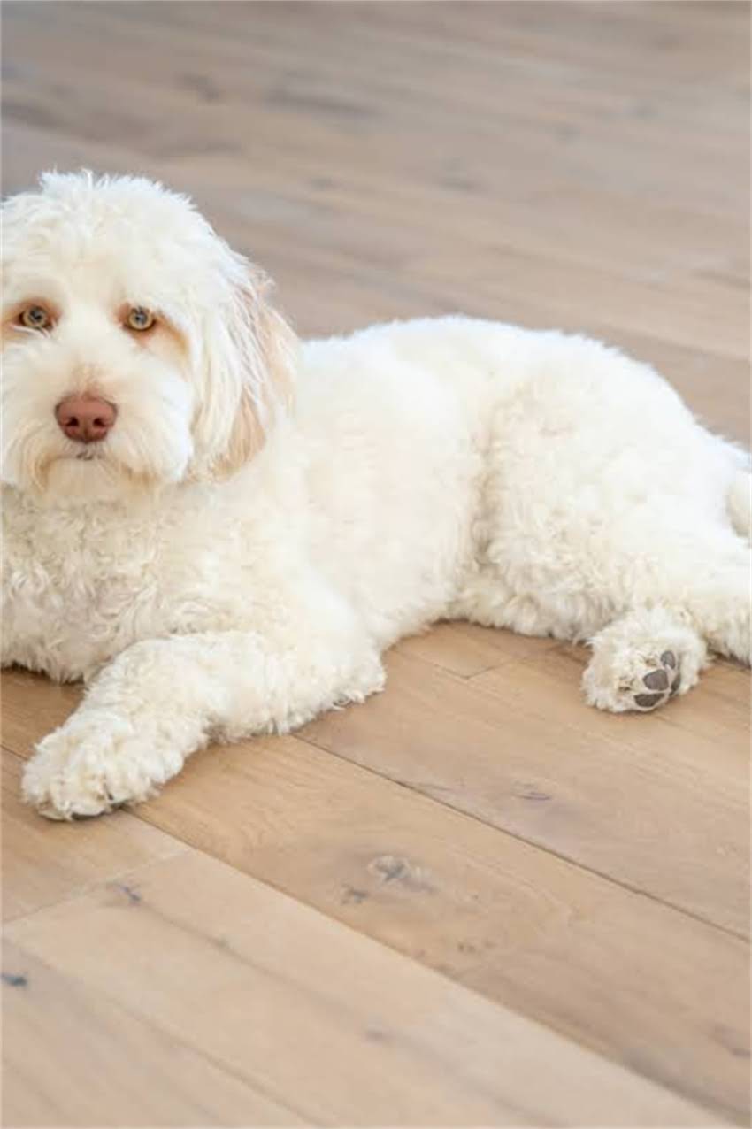 图片 狗狗频繁吐狗粮怎么办？5个家庭护理技巧+3大诱因（附兽医紧急处理指南）1.jpg