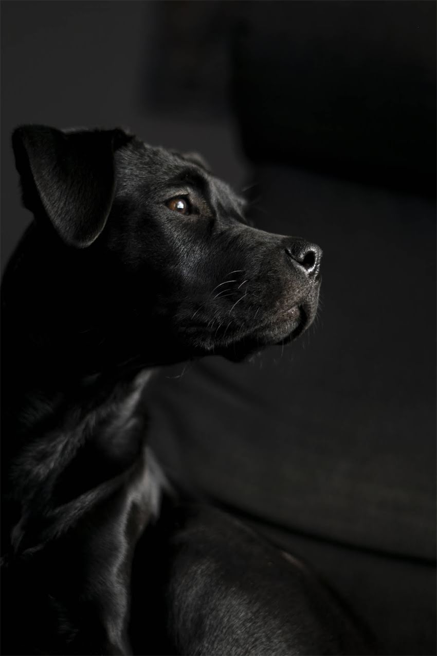 图片 狗狗频繁吐狗粮怎么办？5个家庭护理技巧+3大诱因（附兽医紧急处理指南）2.jpg