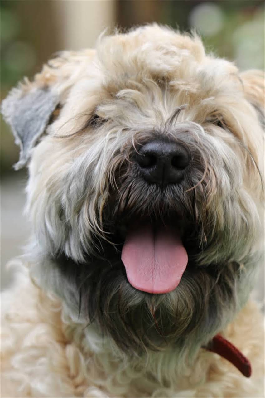 图片 狗狗食欲不振吃什么药？10种安全用药指南与家庭调理方案，兽医团队专业建议1.jpg