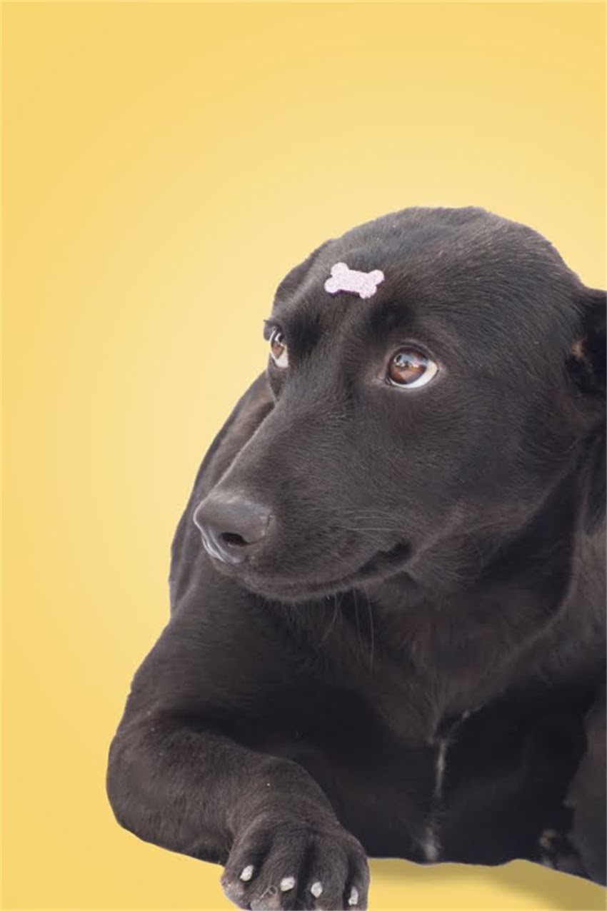 图片 狗狗食欲不振吃什么药？10种安全用药指南与家庭调理方案，兽医团队专业建议2.jpg