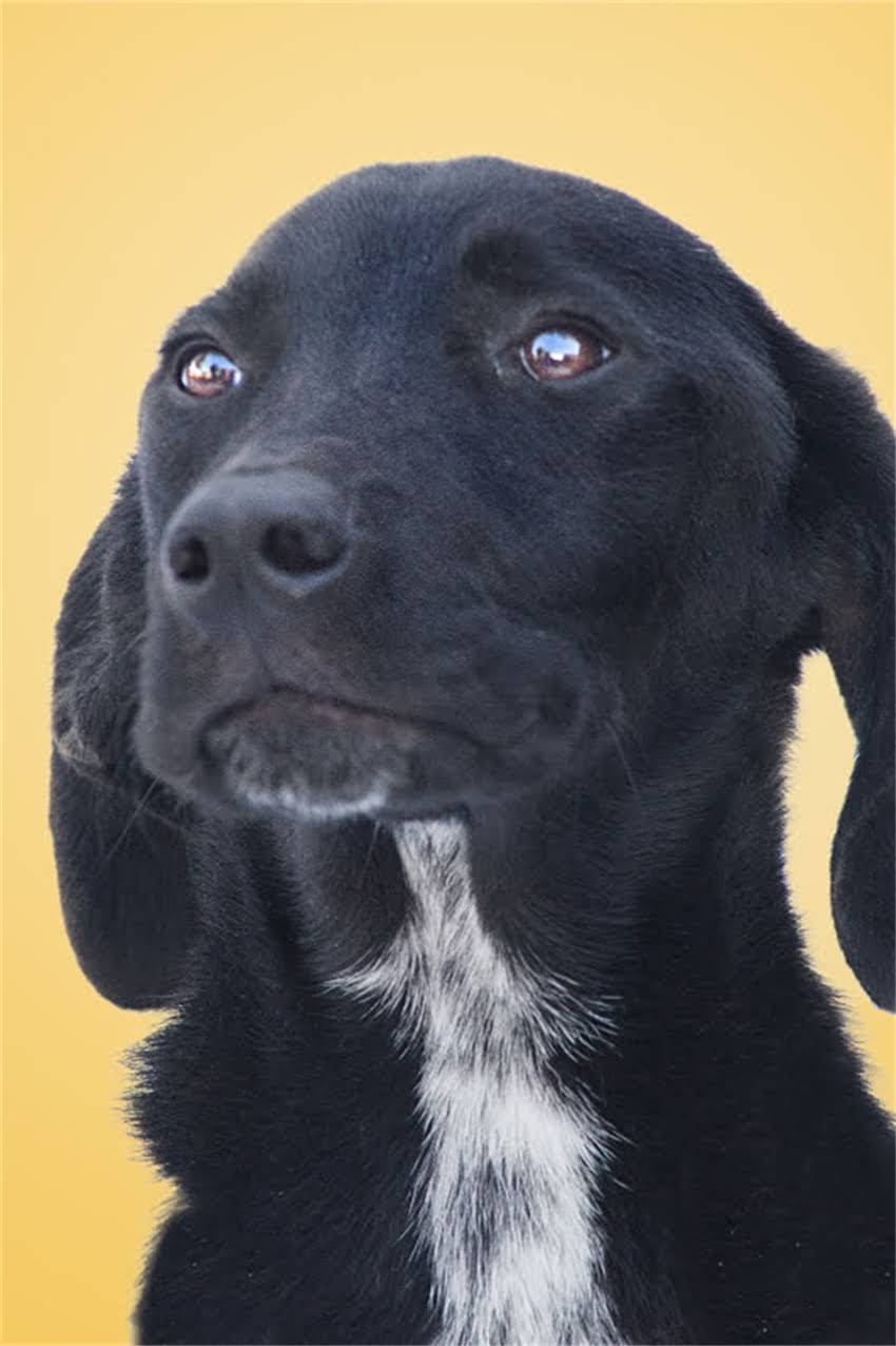 图片 狗狗饮食健康指南：狗爱吃饭不吃狗粮，如何科学选择天然食材？1.jpg