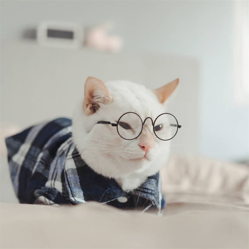 图片 狗狗驱虫最佳时间表：科学时间安排与注意事项全.jpg