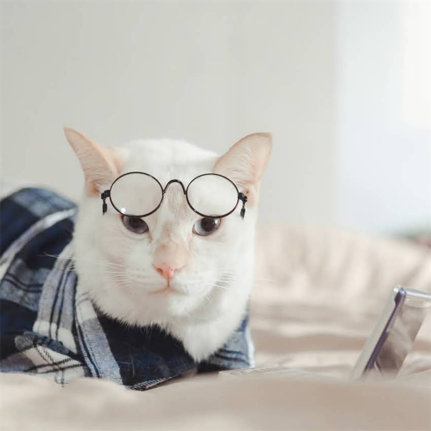 图片 狗狗驱虫最佳时间表：科学时间安排与注意事项全1.jpg