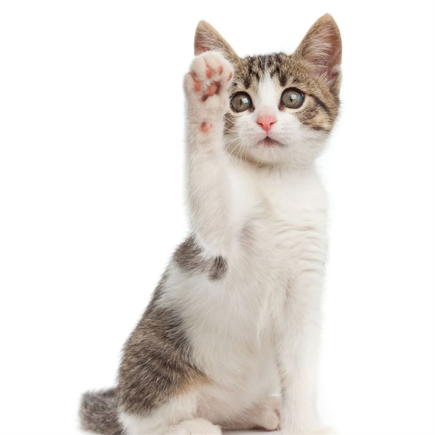 图片 狗狗驱虫最佳时间表：科学时间安排与注意事项全2.jpg