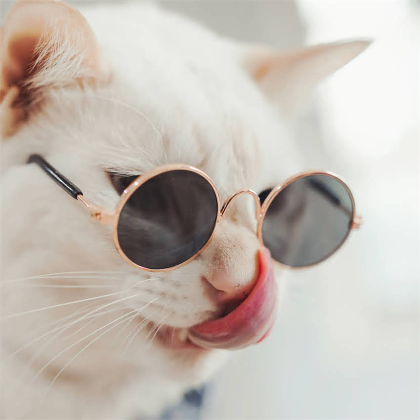 图片 狗狗驱虫用什么药好？家庭宠物必备指南：科学选择+用药误区全1.jpg