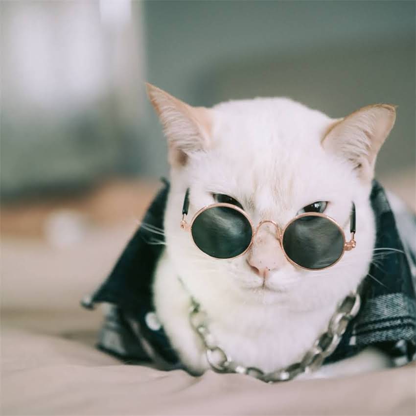 图片 狗狗髌骨脱位训练全攻略：科学康复方法与日常护理指南.jpg