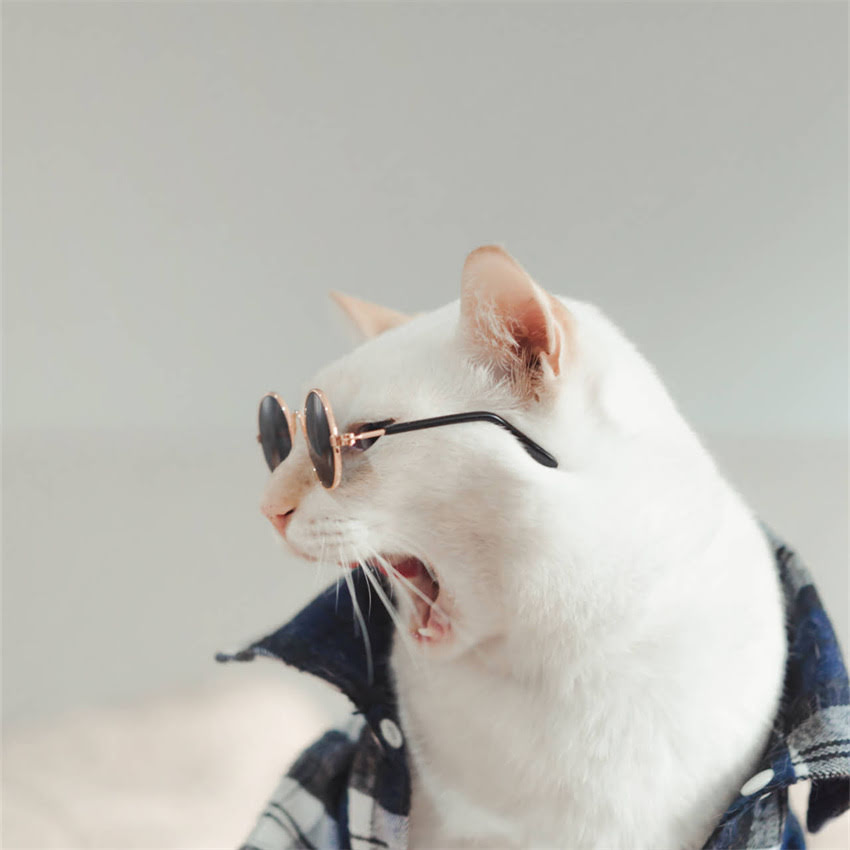 图片 狗狗髌骨脱位训练全攻略：科学康复方法与日常护理指南1.jpg