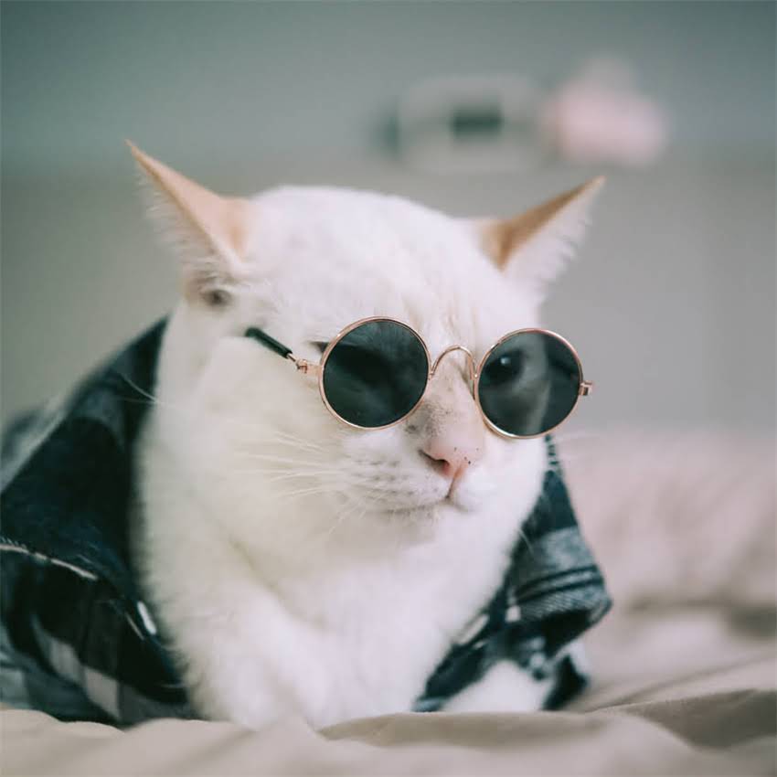 图片 狗狗髌骨脱位训练全攻略：科学康复方法与日常护理指南2.jpg