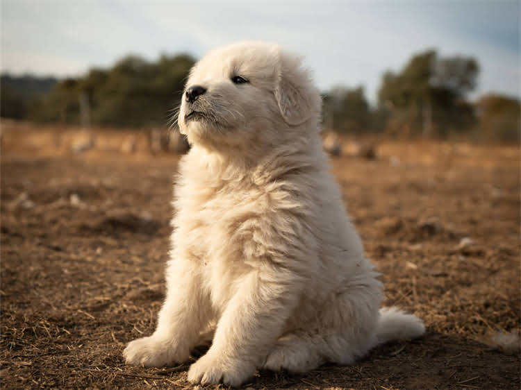 图片 狗粮喂多会怎样？科学喂养指南教你避免这五大危害及正确喂食方法.jpg