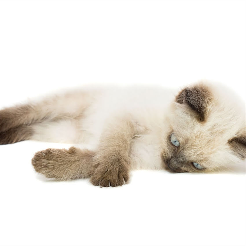 图片 狗粮喂多会怎样？科学喂养指南教你避免这五大危害及正确喂食方法2.jpg