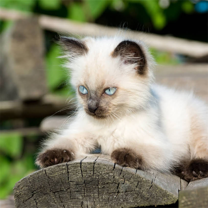 图片 狗粮成分全：主流配方、营养配比与科学选购指南2.jpg