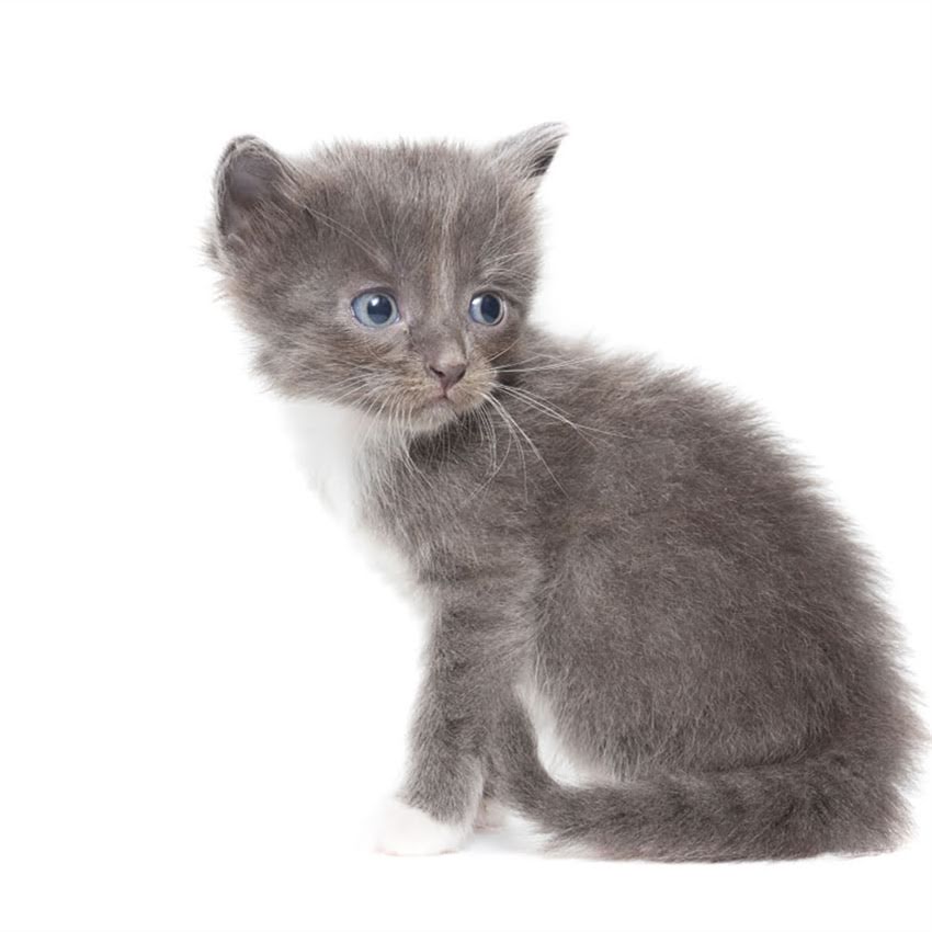 图片 狗粮是唯一选择？犬类饮食的三大科学依据与营养真相2.jpg