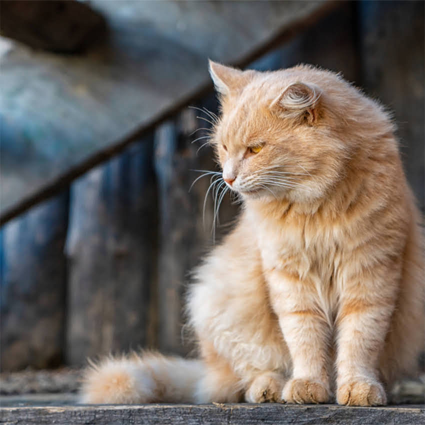 图片 狗粮粗蛋白的5大作用+选购指南：如何科学判断宠物粮营养配比？1.jpg