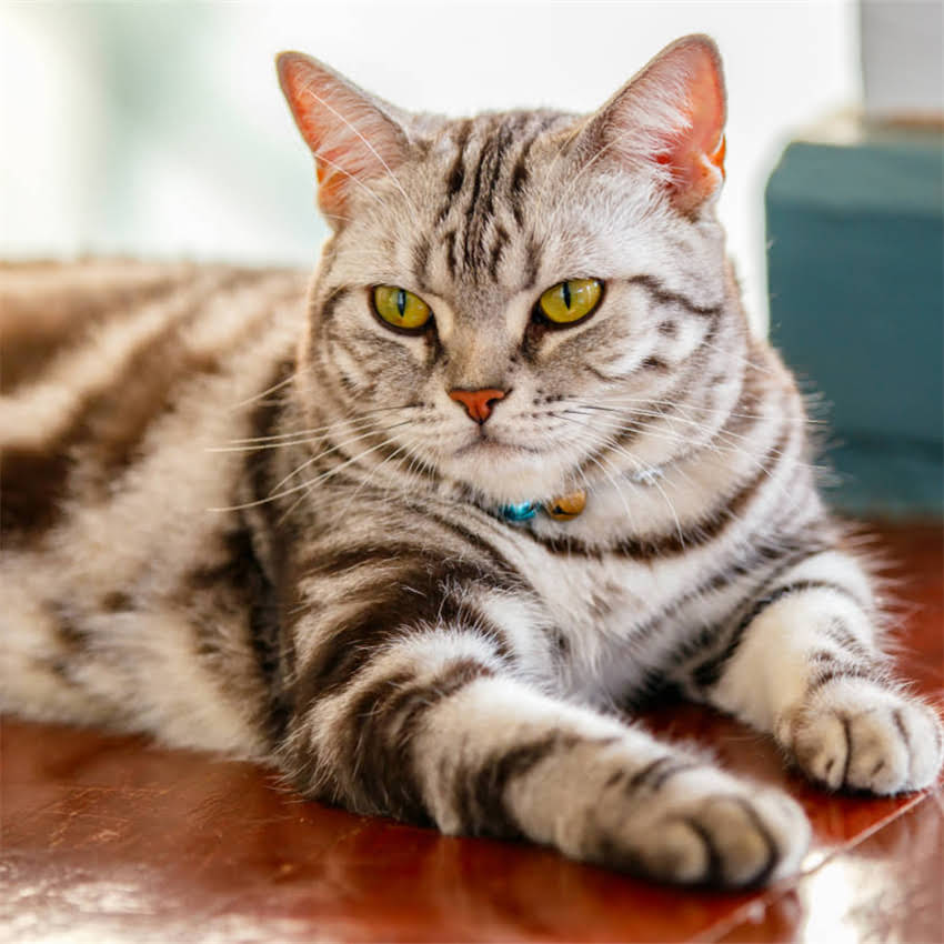 图片 狗粮粗蛋白的5大作用+选购指南：如何科学判断宠物粮营养配比？2.jpg