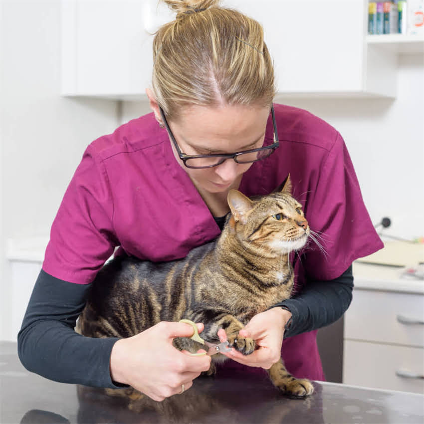 图片 狗粮过敏真的存在吗？如何判断和应对狗狗的过敏症状.jpg