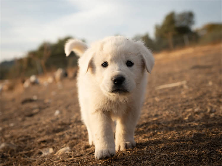 图片 狗粮过敏真的存在吗？如何判断和应对狗狗的过敏症状1.jpg